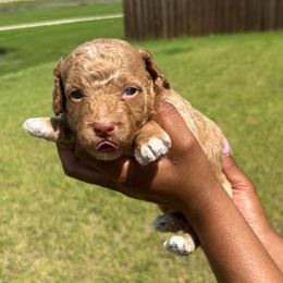 Princess - Cream female Goldendoodle puppy in Forney, Texas from Cityline Goldendoodles