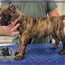 Nova - Chestnut brindle female Cane Corso puppy in Warren, Ohio from Northeast Ohio Cane Corso