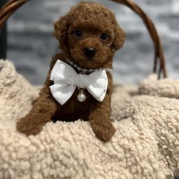 Cavapoo, Cockapoo, and Poodle Puppies from Heavenly Puppies to Love
