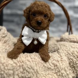 Cavapoo, Cockapoo, and Poodle Puppies from Heavenly Puppies to Love