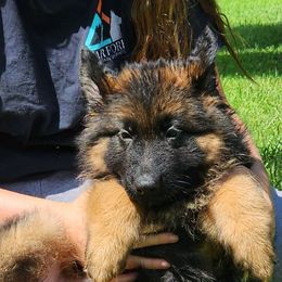 Violet - Black and red female German Shepherd puppy in Mckee, Kentucky from War Fork Mountain Shepherds