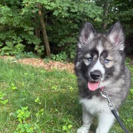Leia - Black and white female Siberian Husky puppy in Upton, Massachusetts from Toe Bean Huskies