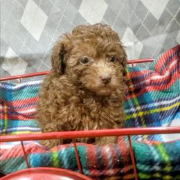 Sunny - Brown female Poodle puppy in Neosho, Missouri from Star Light Pups