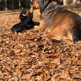 Rottweiler Puppies from Bronx Von Bridges Rottweilers