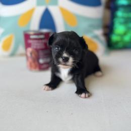 Chihuahua Puppies from Moon Made Farm