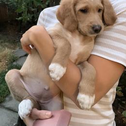 Double Doodle Puppies from Riverside Doodles in Seattle (double doodles)