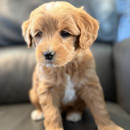 Cosmo (black collar) - Apricot male Goldendoodle puppy in Twin Falls, Idaho from Magic Valley Family Doodles