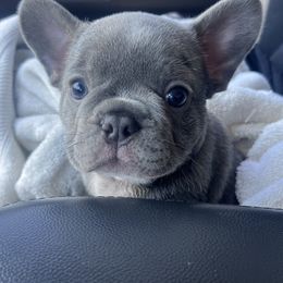 Boy 1 - Blue French Bulldog puppy in Rancho Cucamonga, California from Kobe’s Kennels