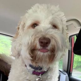 Pippa - Australian Labradoodle