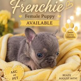 Girl 2 - Blue fawn female French Bulldog puppy in Victorville, California from Californiadreamyshihtzus
