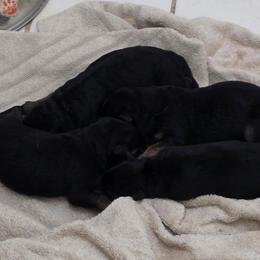 Boy4 - Black and red male German Shepherd puppy in Jamesville, New York from Mark Carfagno's Pups