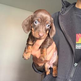 Coco - Chocolate and tan female Dachshund puppy in Moreno Valley, California from rdachshunds