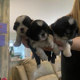 Shih Tzu Puppies from Eastern Long Island Shih Tzu