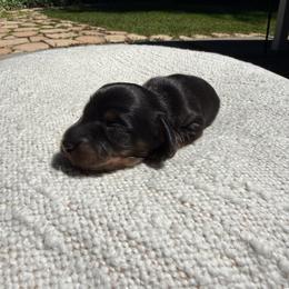 Girl 1 - Black and tan female Dachshund puppy in Santa Rosa, California from Signature Mini Dachshunds