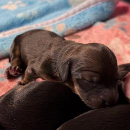 Boy 2 - male Dachshund puppy in Santa Rosa, California from Signature Mini Dachshunds