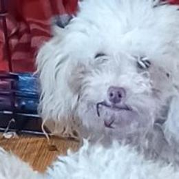 Cici - Poodle