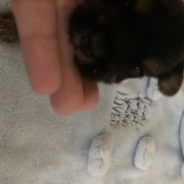 Biewer Terrier and Yorkshire Terrier Puppies from Posh Paws Kennel