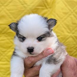 Beech - 1800 - Black and white male Pomsky puppy in Spring Hill, Florida from www.PuppyTimeEmporium.com