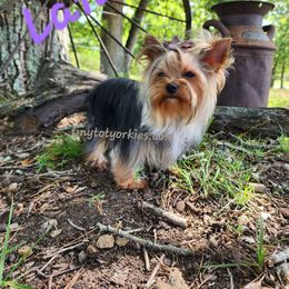 Lanie - Yorkshire Terrier