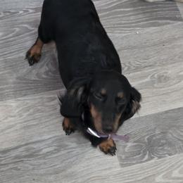 Snicsnic - Dachshund