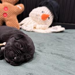 Vixen - Black female Cane Corso puppy in Utah from 3Lake Kennelz