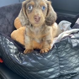 Dachshund Puppies from Ruby Desert Doxies