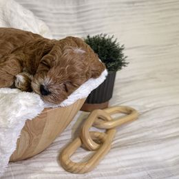 Cavapoos from The Cava Labdoodles