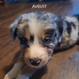 AUGUST - Blue merle male Australian Shepherd puppy in Salem, Arkansas from Patchwork Kennels