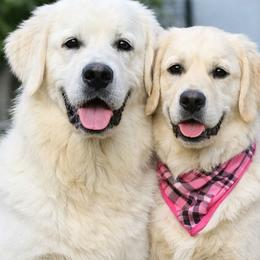 Golden Retriever puppies from Rangel Family Goldens