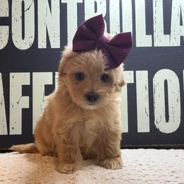 Bailey - Apricot female Maltipoo puppy in Berea, Kentucky from Blair’s Furry Friends