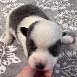 Snowdrop - Blue male Pomsky puppy in Venus, Pennsylvania from Hemlock Pines Pomsky