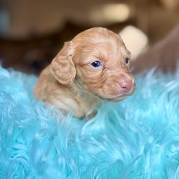 Rebel - Red male Dachshund puppy in Hornbeck, Louisiana from A&Z Mini Dachshunds