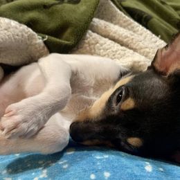 Toy Fox Terrier Puppies from Johnfox Toy Fox Terriers