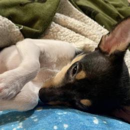 Toy Fox Terrier Puppies from Johnfox Toy Fox Terriers