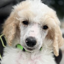 Poodles from Double R Poodles