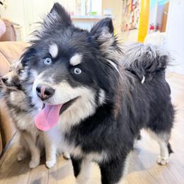 Rocky - Pomsky