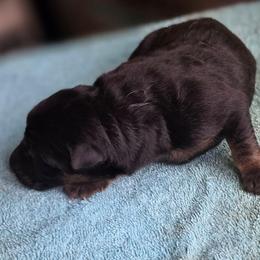 One - Black and red male German Shepherd puppy in Jamesville, New York from Mark Carfagno's Pups