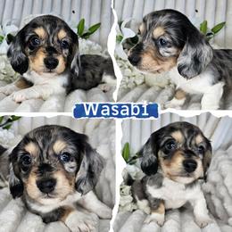 Wasabi - Dapple male Dachshund puppy in Lakeland, Florida from Buckwild Doxies