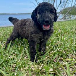 Katara - Brindle female Poodle puppy in Jacksonville, Florida from Creek Side Kennels