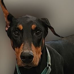 Trixie - Doberman Pinscher