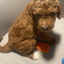 Rusty - Blue Collar - Apricot male Goldendoodle puppy in Brea, California from Dhalia’s Doodles
