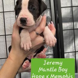 Jeremy - Mantle male Great Dane puppy in Longview, Texas from Lazy A Danes