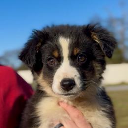 Bennett - Boy 1 - Black tri male Miniature Australian Shepherd puppy in Murfreesboro, Tennessee from Norby's Mini Aussies