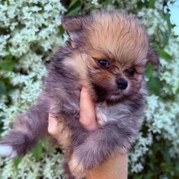 Titan - Orange sable male Pomeranian puppy in Waterloo, Indiana from Garcias Pomeranian