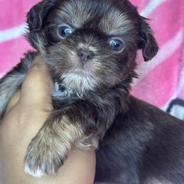 Miley - Chocolate and tan female Shih Tzu puppy in Roseville, Michigan from Diamond Paws LLC