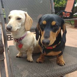 Dachshunds from Chicago Dachshund Puppies