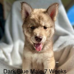 Siberian Husky Puppies from Southern Siberian Huskies of SW Florida