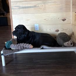 Dilute Retriever, French Bulldog, Labrador Retriever, and Leonberger Puppies from QVR Labradors and Leonbergers