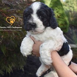Cockapoo Puppies from Chesley Hill Cockapoos