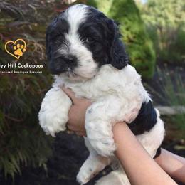 Cockapoo Puppies from Chesley Hill Cockapoos